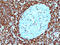 Chaperonin 10 antibody, AM50164PU-S, Origene, Immunohistochemistry frozen image 