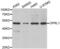 Opioid Related Nociceptin Receptor 1 antibody, abx002236, Abbexa, Western Blot image 