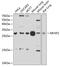 Microfibrillar-associated protein 2 antibody, GTX65616, GeneTex, Western Blot image 