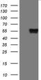PD-L1 antibody, UM800121CF, Origene, Western Blot image 