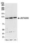 TAO Kinase 3 antibody, A300-536A, Bethyl Labs, Western Blot image 