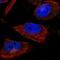 F-box/WD repeat-containing protein 4 antibody, NBP2-14013, Novus Biologicals, Immunofluorescence image 