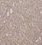 Glutathione S-Transferase Mu 1 antibody, FNab03692, FineTest, Immunohistochemistry frozen image 