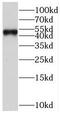 Mitogen-Activated Protein Kinase 8 antibody, FNab10238, FineTest, Western Blot image 