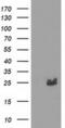 Metabolism Of Cobalamin Associated B antibody, MA5-25381, Invitrogen Antibodies, Western Blot image 