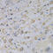Glutamate Decarboxylase 2 antibody, LS-C331171, Lifespan Biosciences, Immunohistochemistry paraffin image 