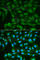 Sorbitol dehydrogenase antibody, A2118, ABclonal Technology, Immunofluorescence image 