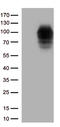 DEAD-Box Helicase 4 antibody, TA813366S, Origene, Western Blot image 