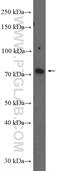 Cation Channel Sperm Associated Auxiliary Subunit Beta antibody, 26633-1-AP, Proteintech Group, Western Blot image 