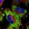 Ataxin 2 Like antibody, HPA043391, Atlas Antibodies, Immunofluorescence image 
