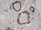 HBS1-like protein antibody, M05929, Boster Biological Technology, Immunohistochemistry paraffin image 