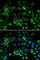 Mesencephalic Astrocyte Derived Neurotrophic Factor antibody, A7005, ABclonal Technology, Immunofluorescence image 