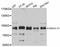 DnaJ homolog subfamily C member 10 antibody, abx125767, Abbexa, Western Blot image 