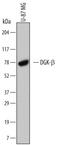 Diacylglycerol kinase beta antibody, MAB6727, R&D Systems, Western Blot image 