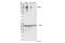 MDM2 Proto-Oncogene antibody, 86934S, Cell Signaling Technology, Western Blot image 