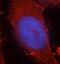 Catenin Beta 1 antibody, FNab00882, FineTest, Immunofluorescence image 