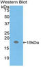 Hemoglobin subunit mu antibody, LS-C294452, Lifespan Biosciences, Western Blot image 