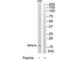 Ribosomal Protein S19 antibody, PA5-49946, Invitrogen Antibodies, Western Blot image 