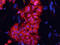 Protein lin-28 homolog A antibody, AF3757, R&D Systems, Immunocytochemistry image 