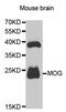 Myelin Oligodendrocyte Glycoprotein antibody, PA5-76723, Invitrogen Antibodies, Western Blot image 