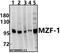 Myeloid zinc finger 1 antibody, A04865-1, Boster Biological Technology, Western Blot image 
