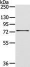 GHBP antibody, TA323722, Origene, Western Blot image 