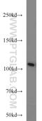 Mov10 RISC Complex RNA Helicase antibody, 10370-1-AP, Proteintech Group, Western Blot image 