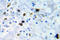 Cyclin Dependent Kinase 1 antibody, AP20928PU-N, Origene, Immunohistochemistry frozen image 