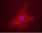 MLX Interacting Protein Like antibody, PA5-22924, Invitrogen Antibodies, Immunofluorescence image 