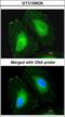 Crystallin Beta A4 antibody, LS-C186076, Lifespan Biosciences, Immunocytochemistry image 