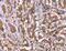 Histidine Rich Glycoprotein antibody, MBS2518243, MyBioSource, Immunohistochemistry frozen image 