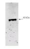 MTS antibody, orb345488, Biorbyt, Western Blot image 