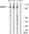 NEDD4 Binding Protein 1 antibody, abx014644, Abbexa, Western Blot image 