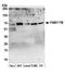 Family With Sequence Similarity 117 Member B antibody, A305-049A, Bethyl Labs, Western Blot image 