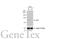 Sp3 Transcription Factor antibody, GTX129426, GeneTex, Western Blot image 