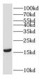 Glia maturation factor gamma antibody, FNab03524, FineTest, Western Blot image 