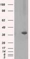 Pleckstrin antibody, GTX83872, GeneTex, Western Blot image 