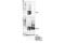 CKLF-like MARVEL transmembrane domain-containing protein 4 antibody, 17433S, Cell Signaling Technology, Western Blot image 