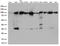 EWS RNA Binding Protein 1 antibody, LS-C793181, Lifespan Biosciences, Western Blot image 
