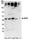 Deoxyhypusine synthase antibody, NBP2-32256, Novus Biologicals, Western Blot image 