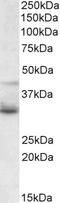 Protein Wnt-4 antibody, EB05374, Everest Biotech, Western Blot image 