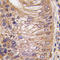 Prostate Stem Cell Antigen antibody, AP11380PU-N, Origene, Immunohistochemistry frozen image 