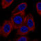 Gap junction beta-6 protein antibody, AMAb91305, Atlas Antibodies, Immunocytochemistry image 