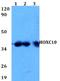 Homeobox C10 antibody, A09018, Boster Biological Technology, Western Blot image 