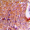 Calnexin antibody, LS-B16505, Lifespan Biosciences, Immunohistochemistry frozen image 