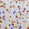 HT31 antibody, LS-C353309, Lifespan Biosciences, Immunohistochemistry frozen image 