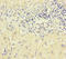 P2X purinoceptor 3 antibody, LS-C676215, Lifespan Biosciences, Immunohistochemistry paraffin image 