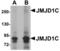 Jumonji Domain Containing 1C antibody, MBS151278, MyBioSource, Western Blot image 