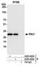 Ras Suppressor Protein 1 antibody, A305-423A, Bethyl Labs, Immunoprecipitation image 