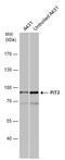 SLC20A2 antibody, GTX105078, GeneTex, Western Blot image 